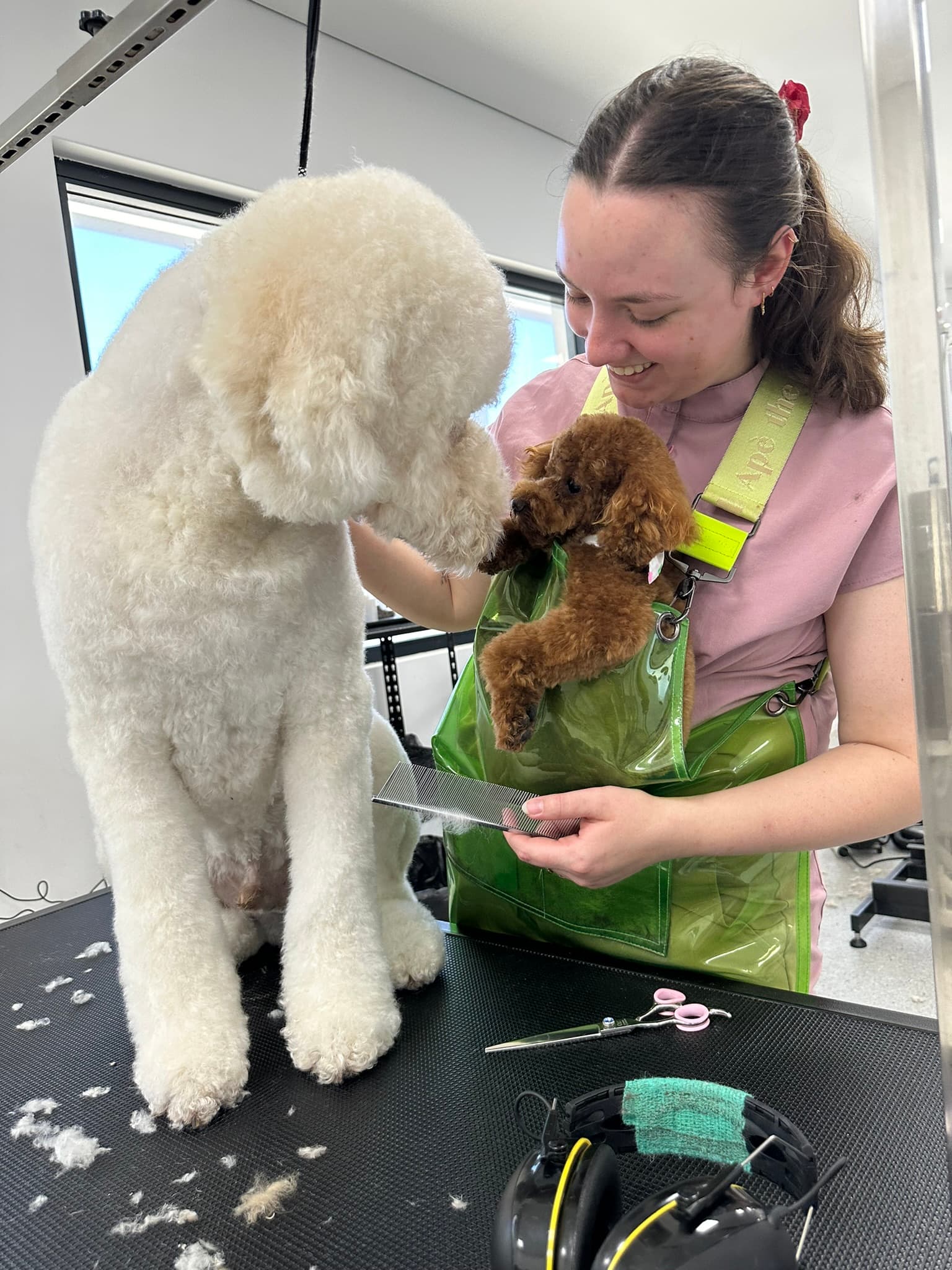 Hayley grooming a dog at Toby's Dog Grooming Salon in Banksia Grove