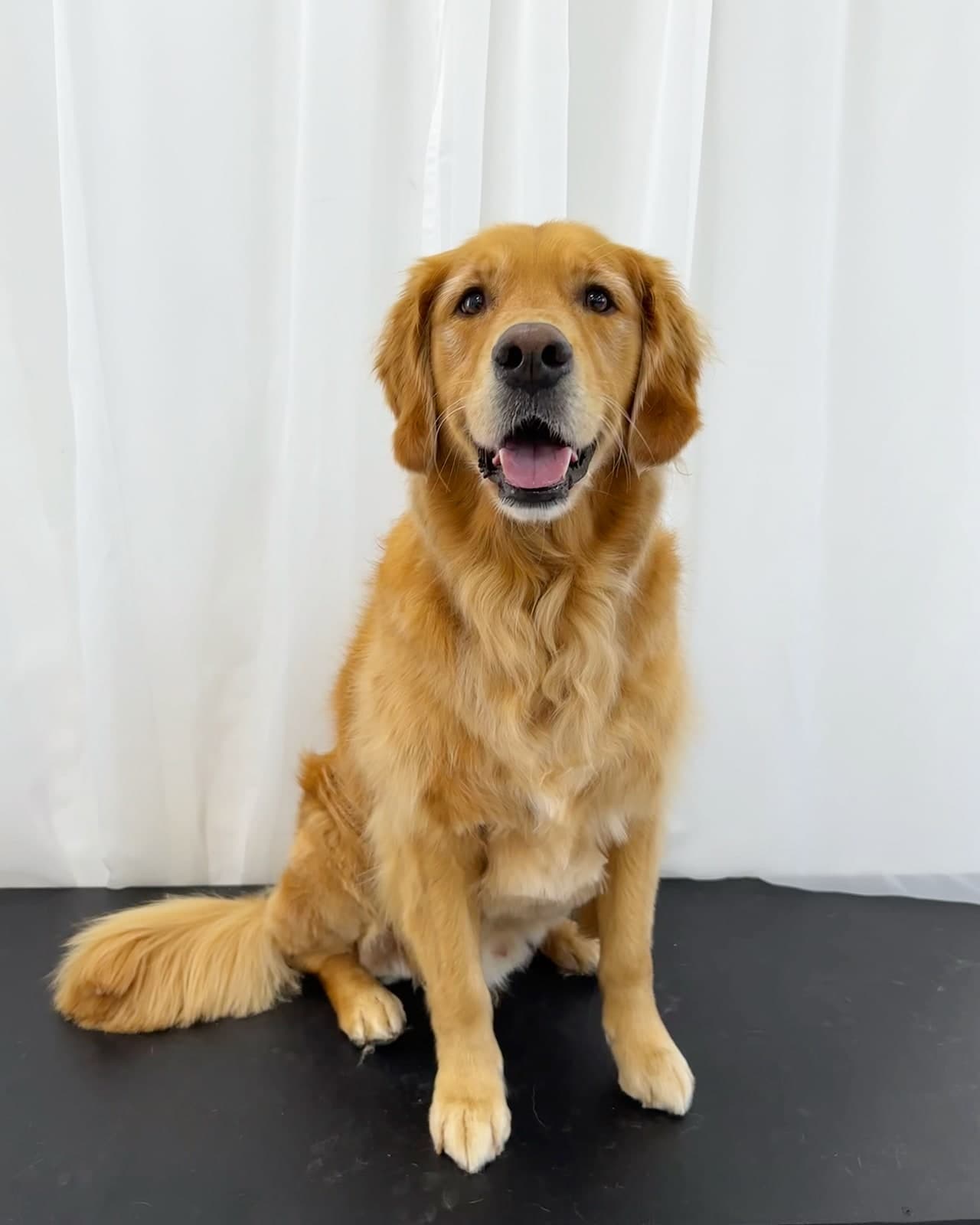Toby, the golden retriever the salon is named after, sitting proudly at Toby's Dog Grooming