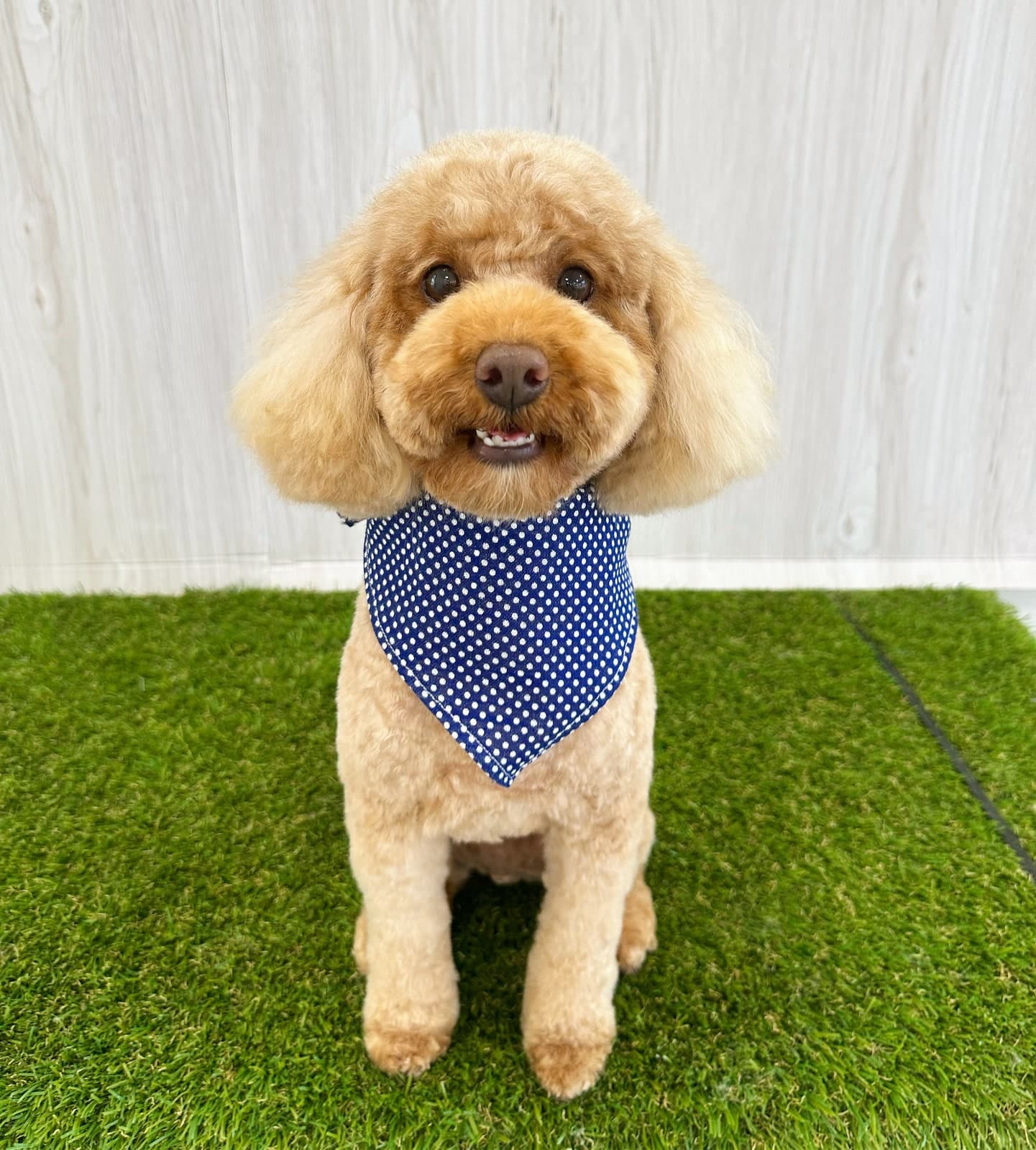 Apricot Poodle after a full style groom at Toby's Dog Grooming, Banksia Grove