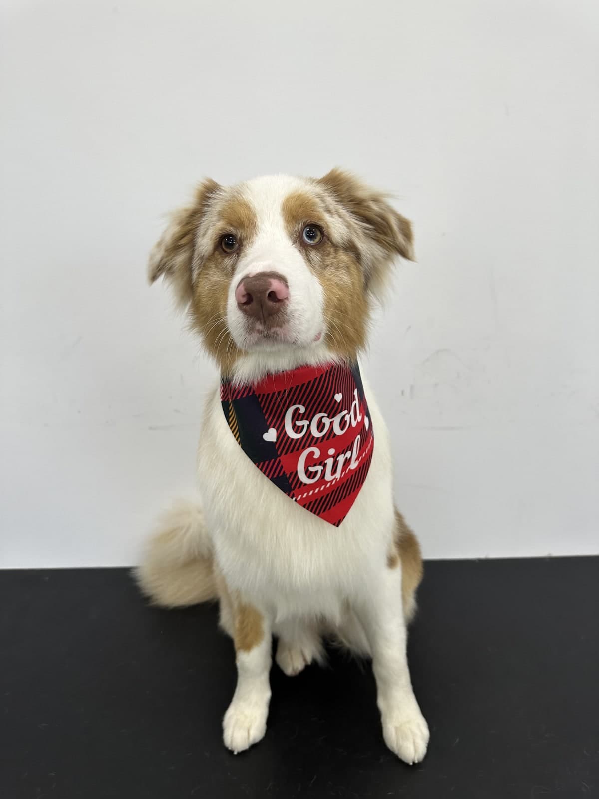 Red merle Australian Shepherd after a bath and blow-dry at Toby's Dog Grooming