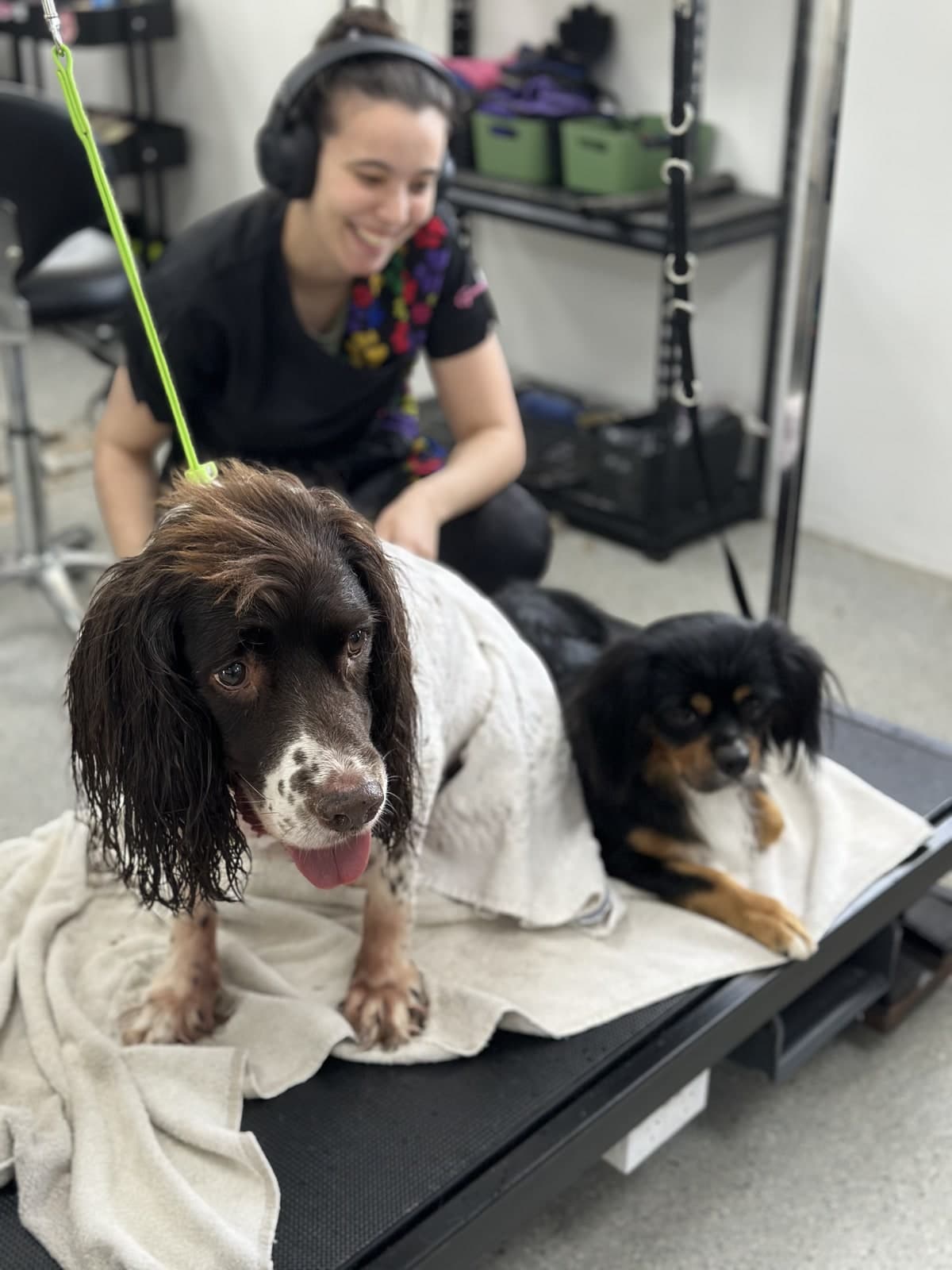Two dogs wrapped in towels after their bath at Toby's Dog Grooming, Banksia Grove