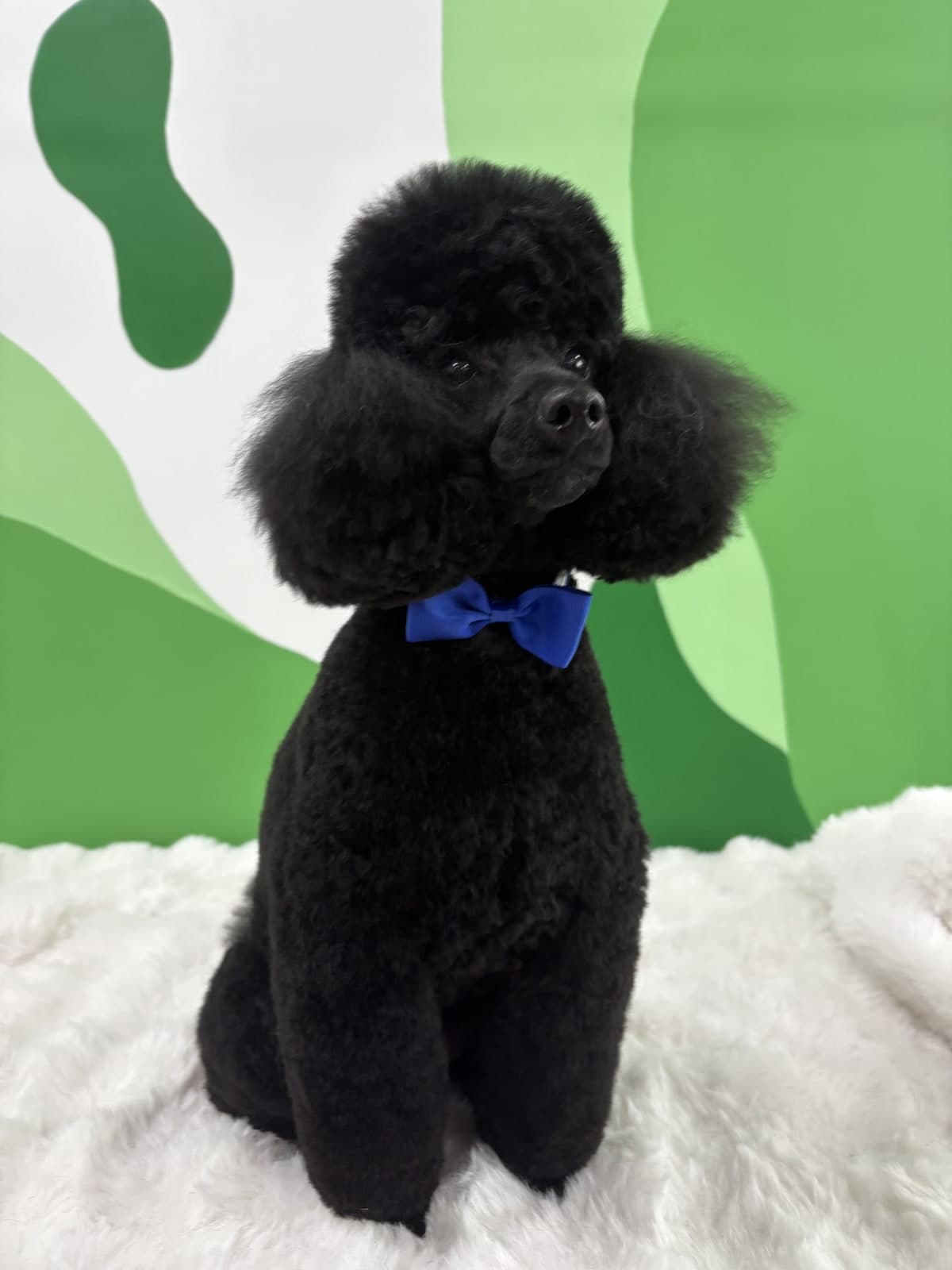 Black Toy Poodle after a full style groom at Toby's Dog Grooming, Banksia Grove