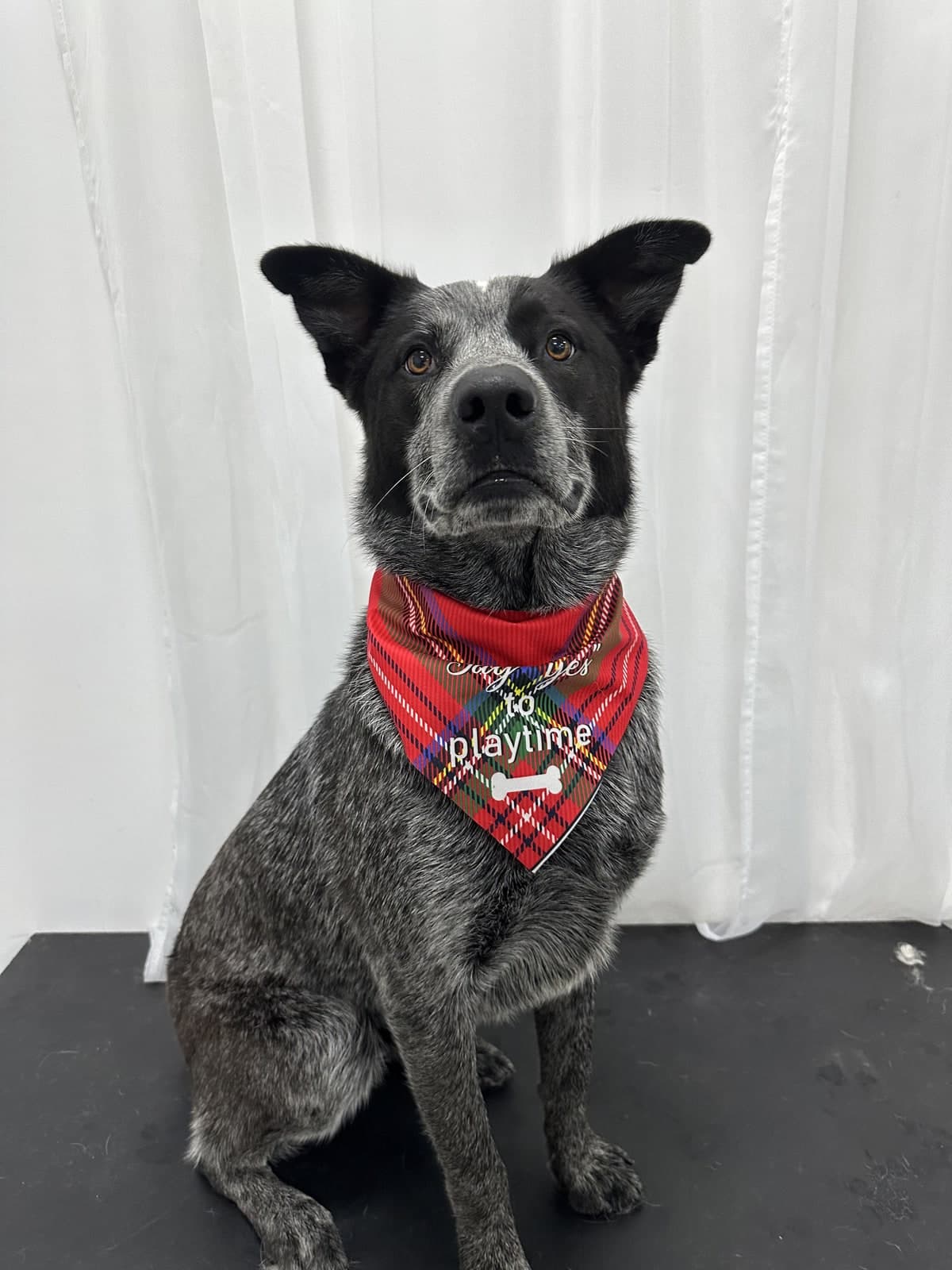 Blue Heeler after a bath and blow-dry at Toby's Dog Grooming