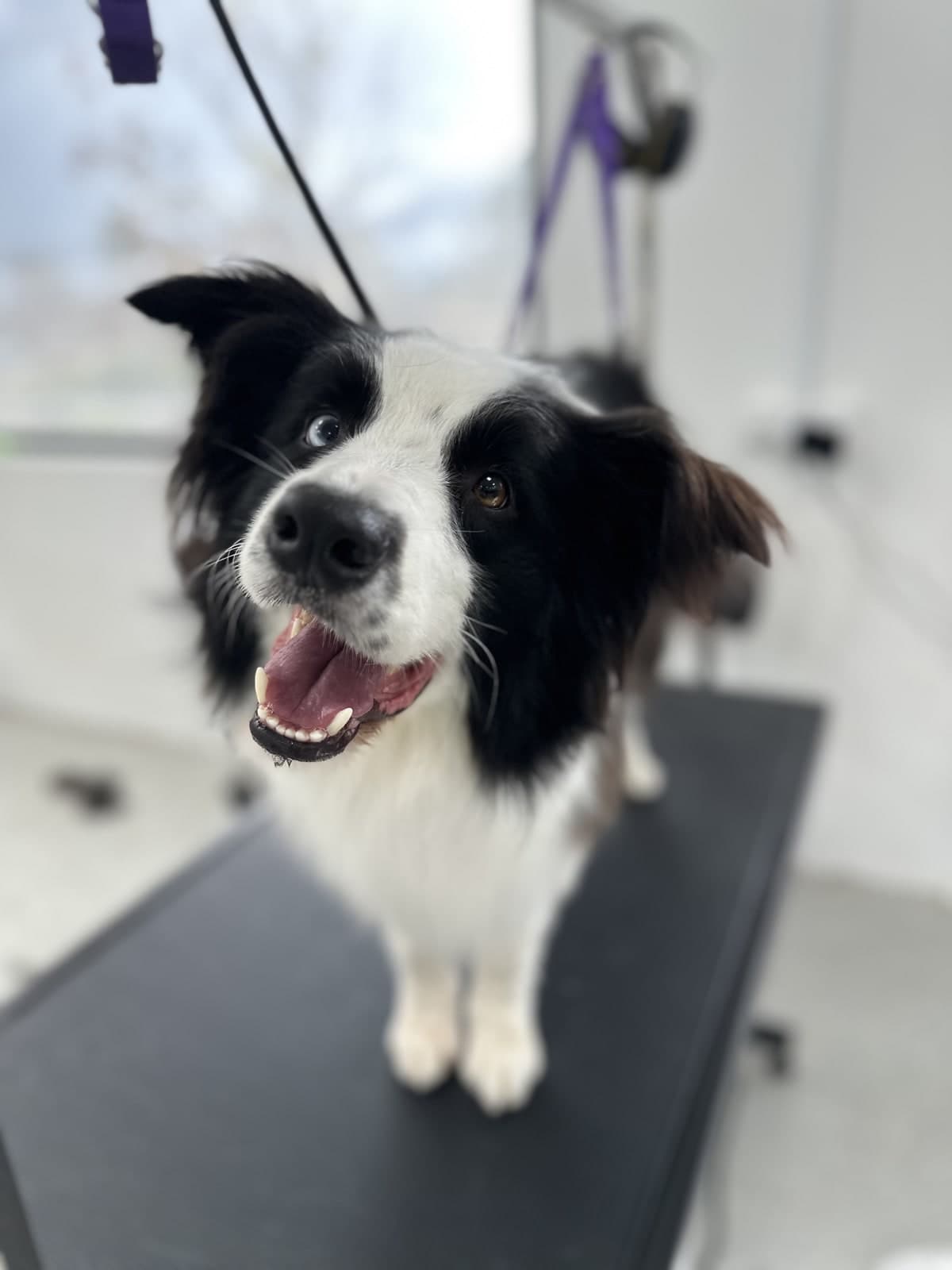 Border Collie after a bath and blow-dry at Toby's Dog Grooming, Banksia Grove
