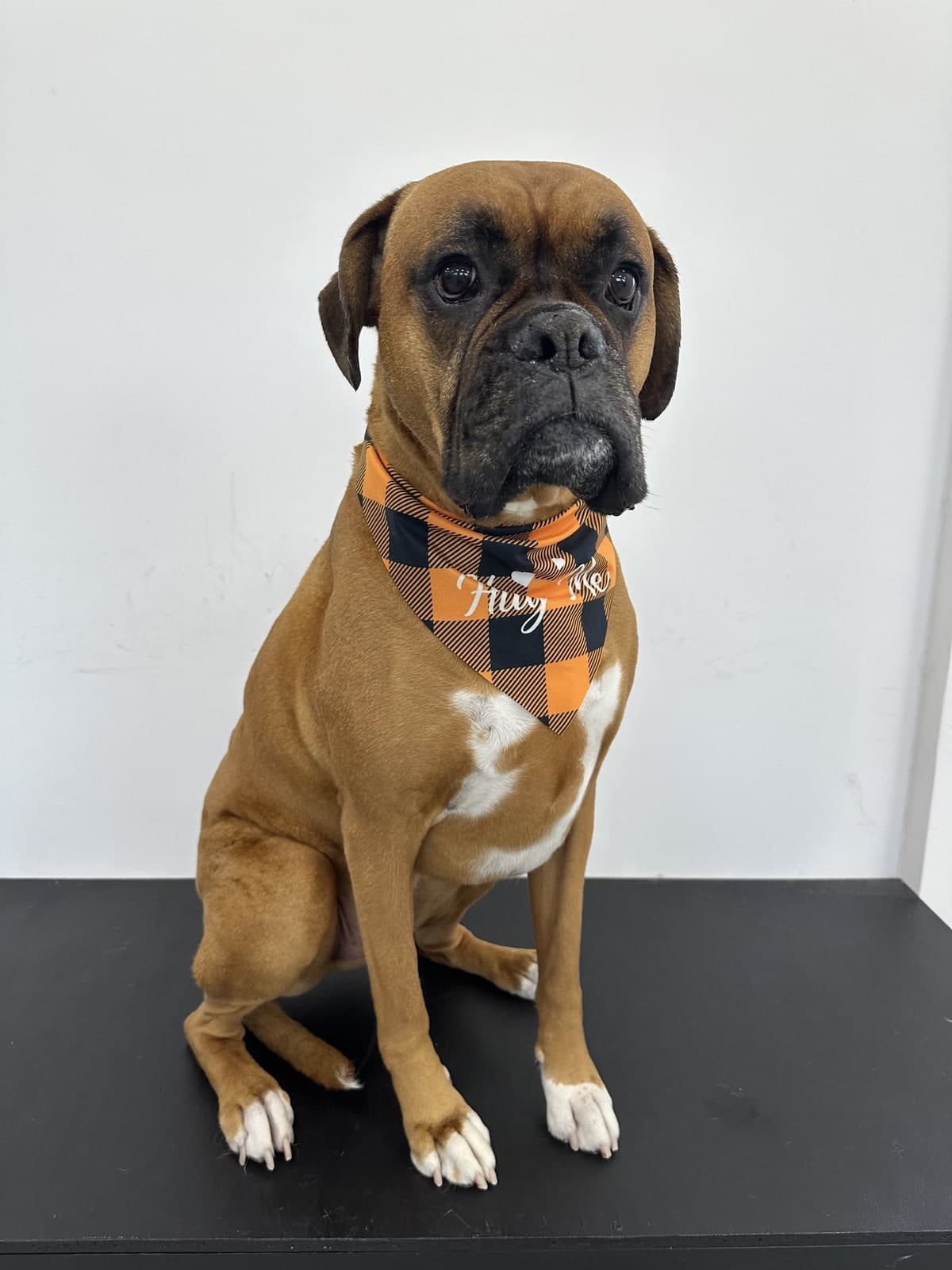 Boxer after a bath and groom at Toby's Dog Grooming