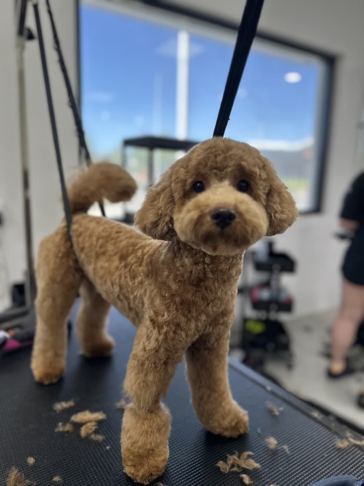 Apricot Cavoodle after a full groom at Toby's Dog Grooming