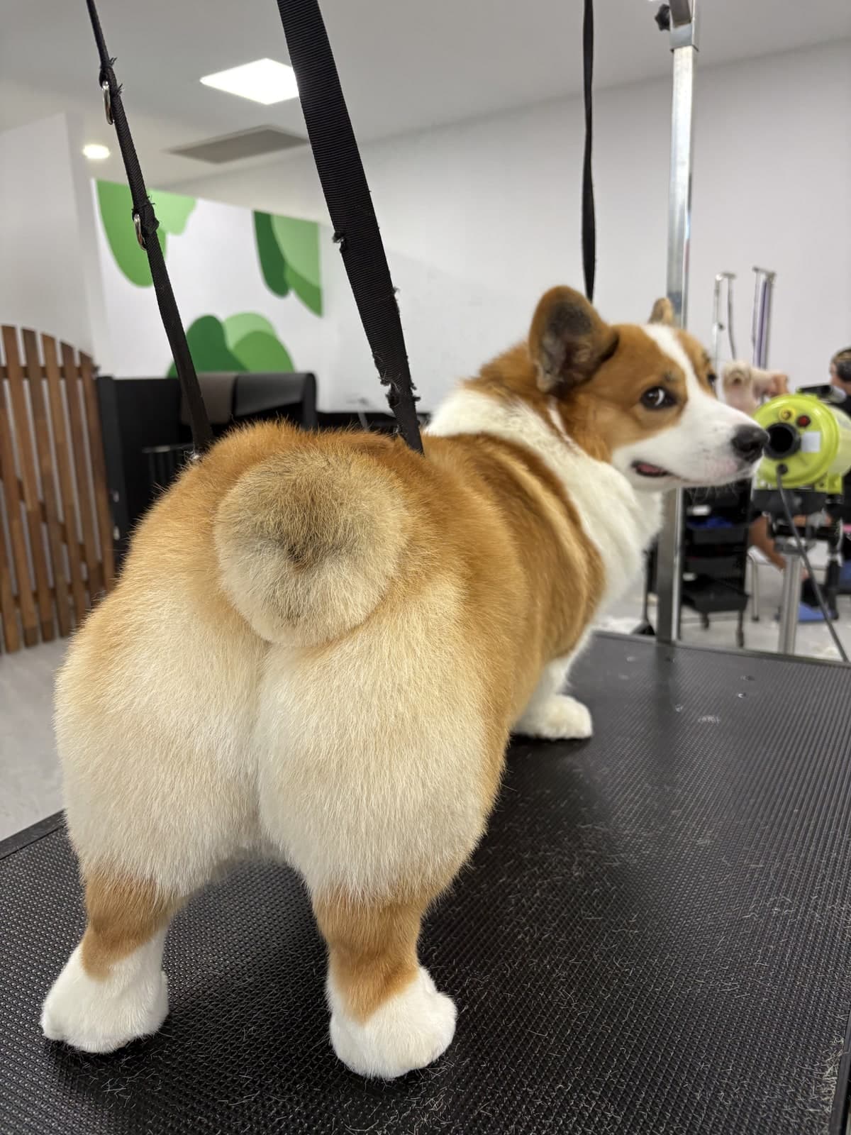 Corgi showing off fluffy coat after a groom at Toby's Dog Grooming