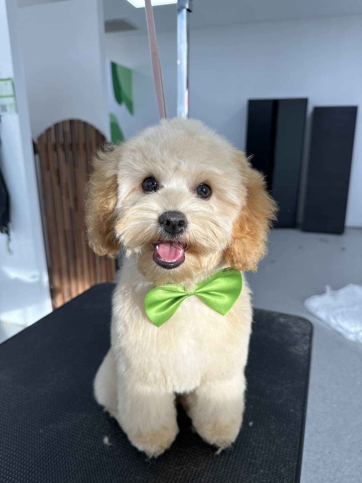 Cream Cavoodle with bow after a full style groom at Toby's Dog Grooming