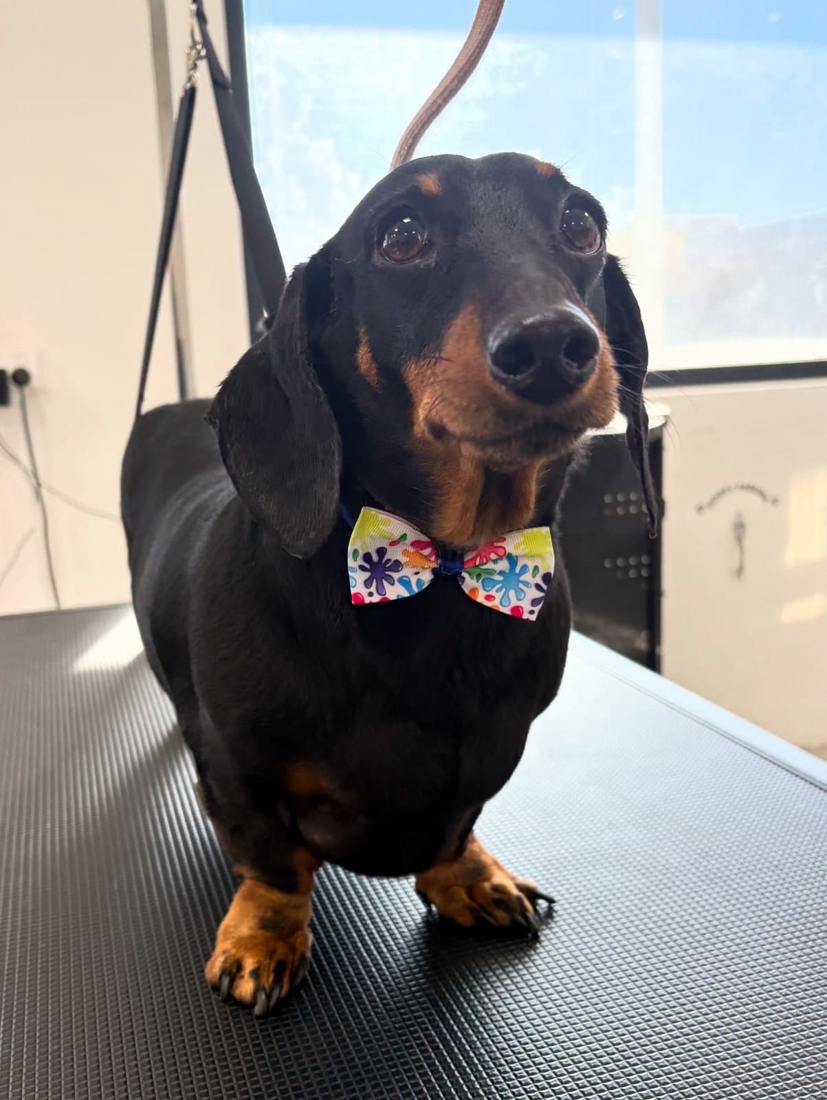 Dachshund with bow tie at Toby's Dog Grooming
