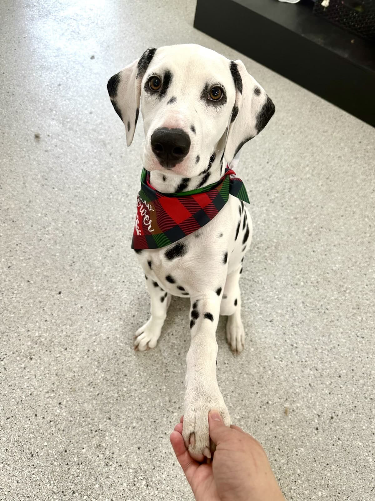 Dalmatian giving a paw after a bath and groom at Toby's Dog Grooming, Banksia Grove