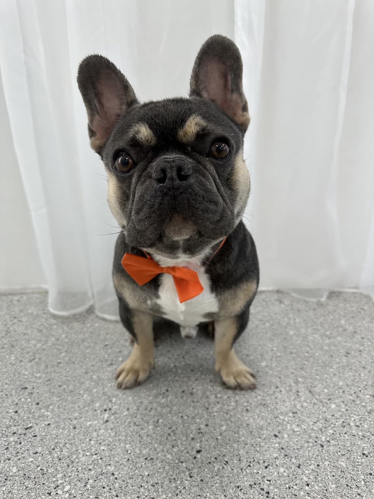 French Bulldog after a bath and blow-dry at Toby's Dog Grooming, Banksia Grove