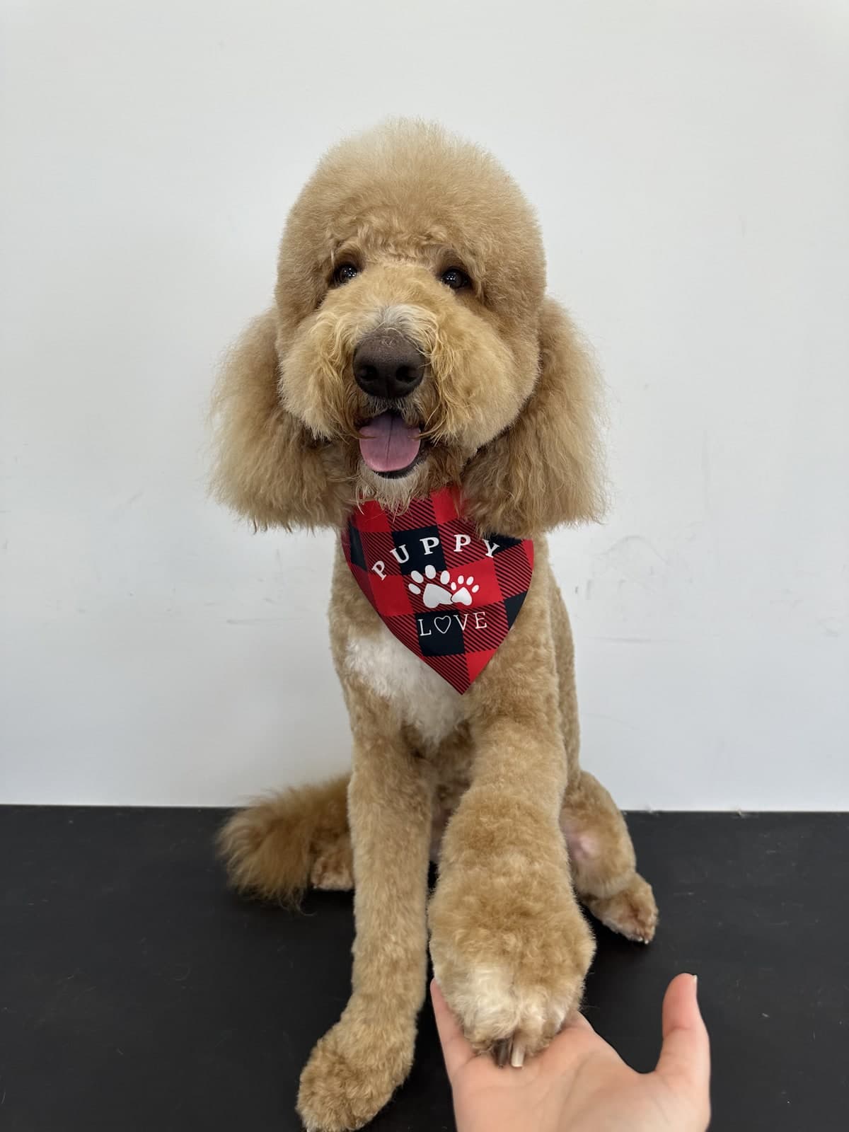 Goldendoodle after a full style groom at Toby's Dog Grooming