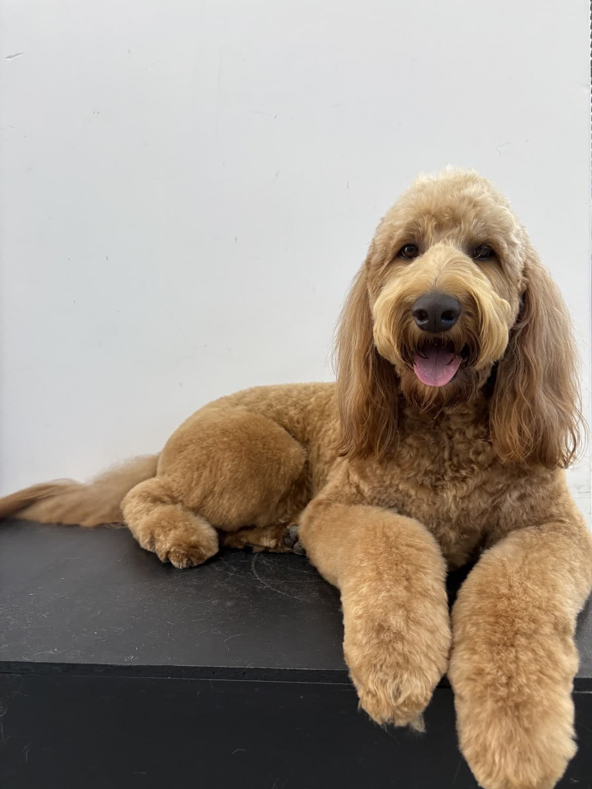 Goldendoodle relaxing after a full style groom at Toby's Dog Grooming