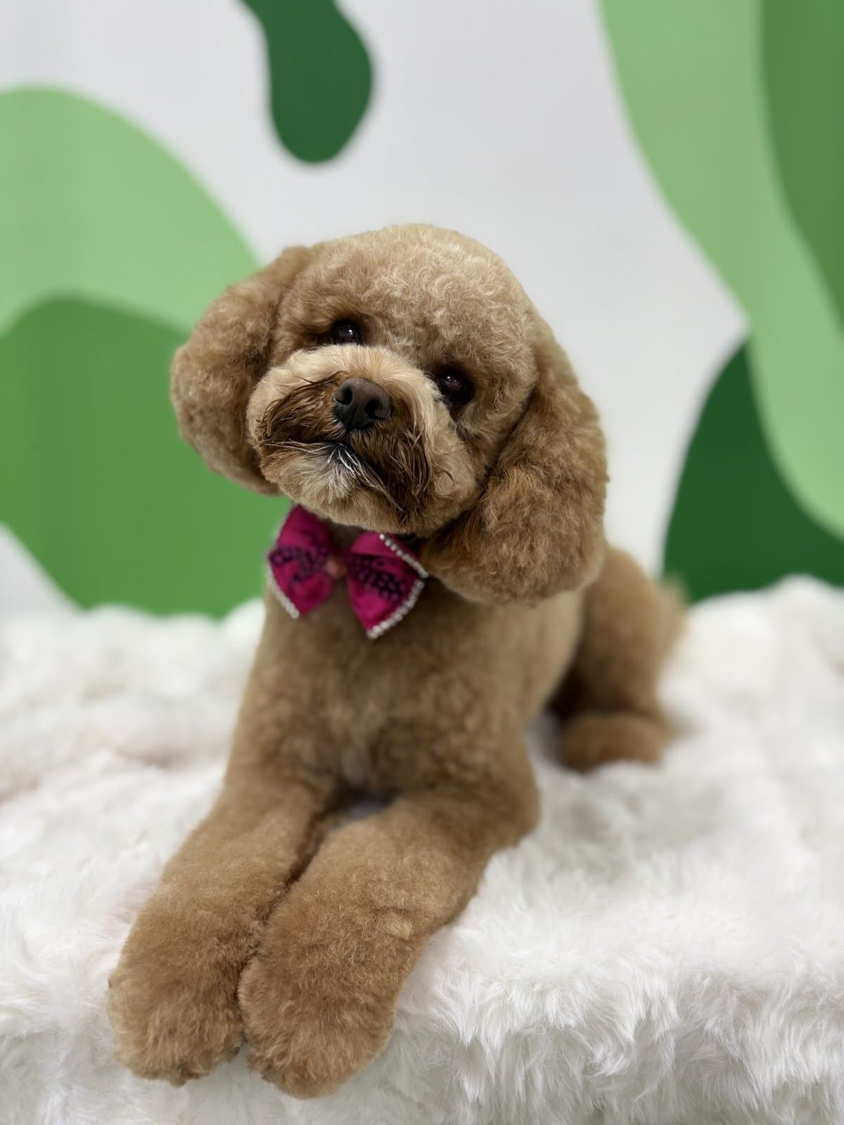 Apricot Toy Poodle with a pink bow after a full style groom at Toby's Dog Grooming in Banksia Grove