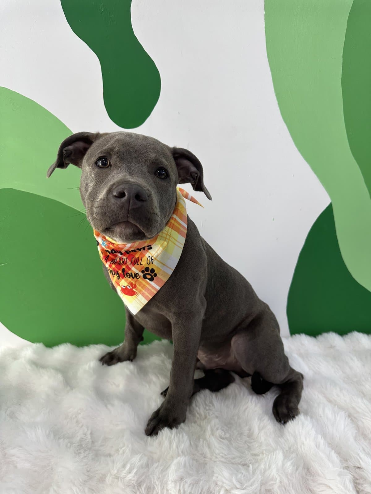 Blue Staffy puppy after a bath and blow-dry
