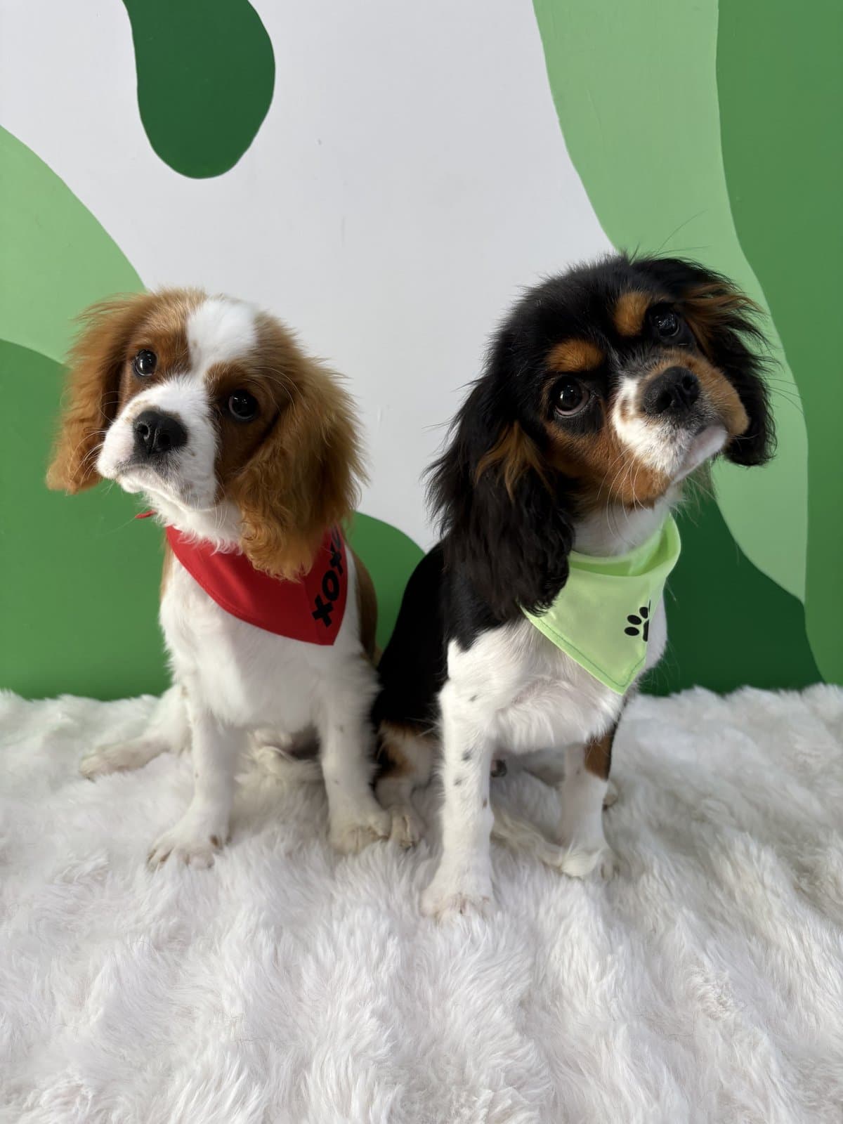 Two Cavalier King Charles Spaniels after a groom