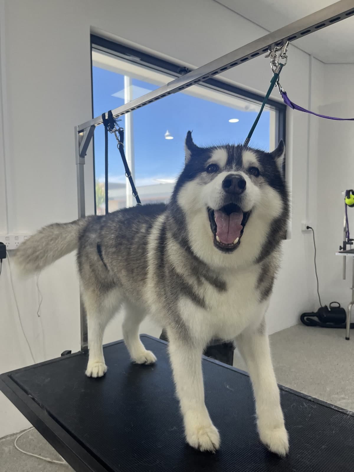 Husky during a de-shed treatment at Toby's Dog Grooming, Banksia Grove