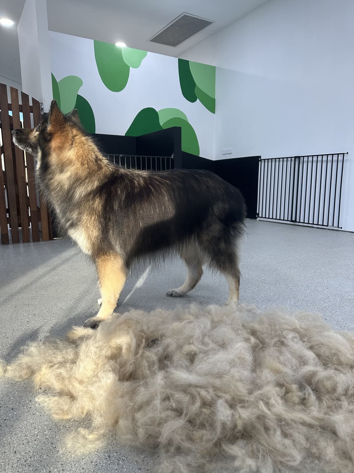 Keeshond after a de-shed treatment with a pile of removed undercoat at Toby's Dog Grooming