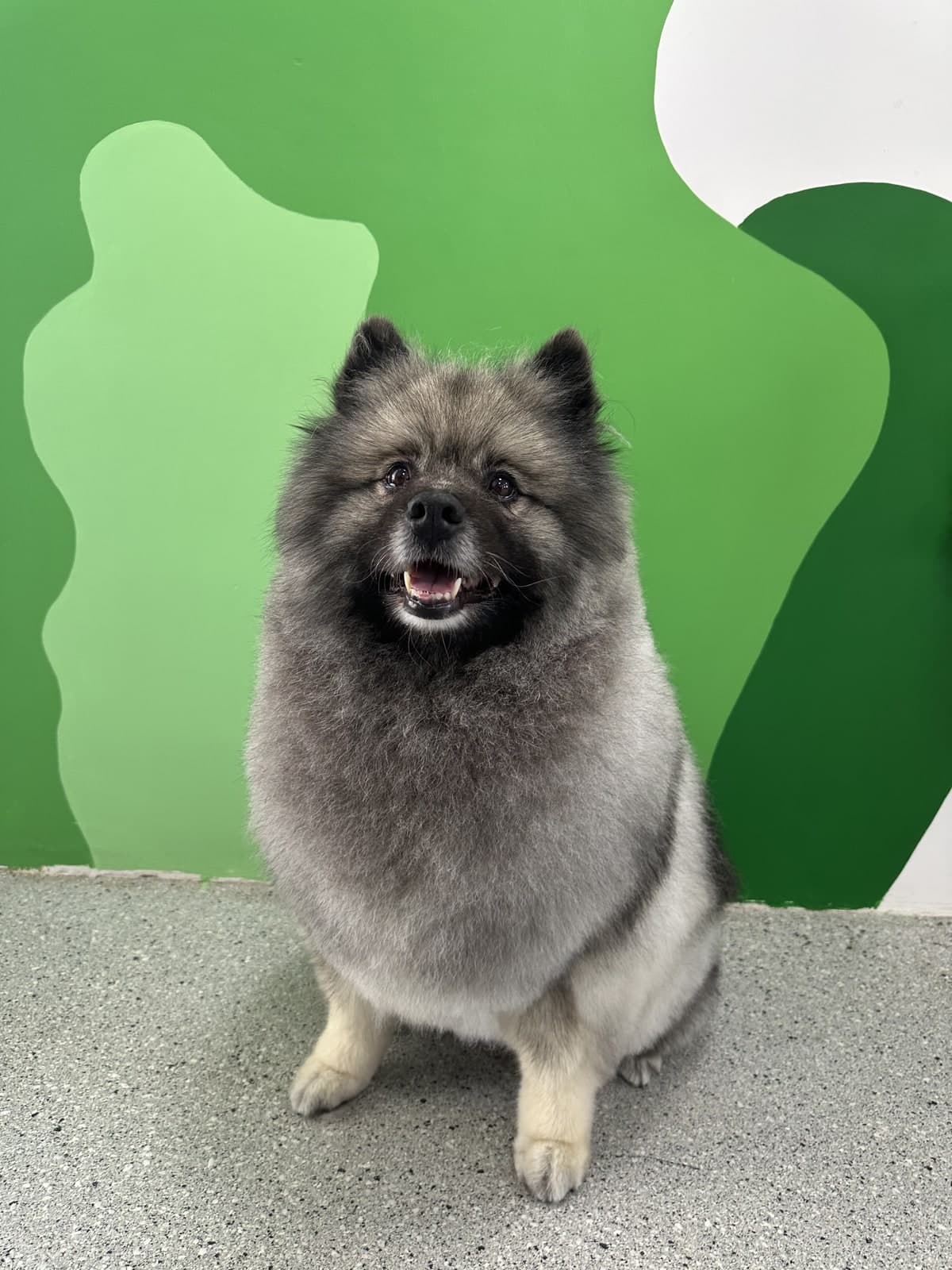 Keeshond after a full groom at Toby's Dog Grooming