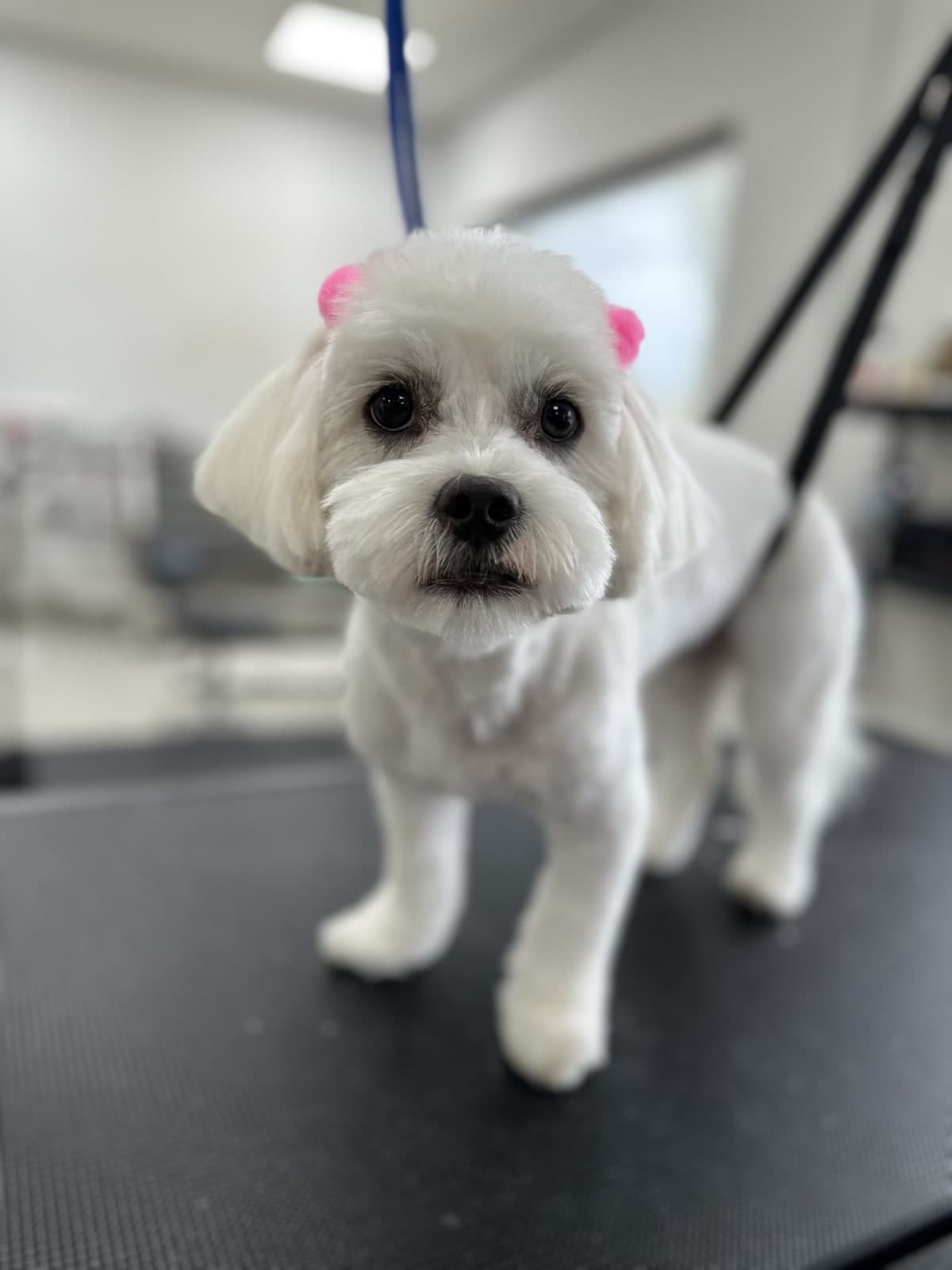 White Maltese after a bath and blow-dry at Toby's Dog Grooming