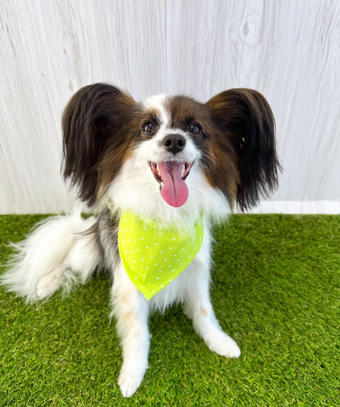 Papillon after a bath and blow-dry at Toby's Dog Grooming, Banksia Grove