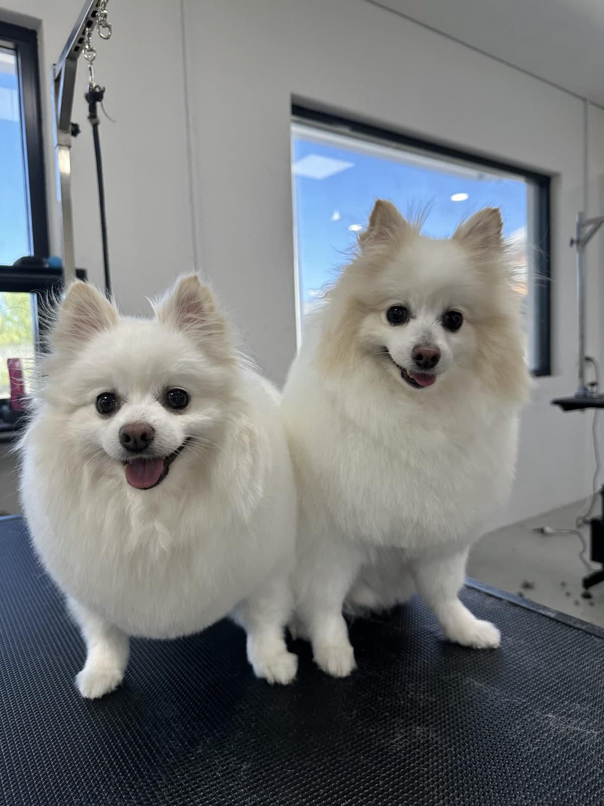 Two white Pomeranians after their baths at Toby's Dog Grooming, Banksia Grove
