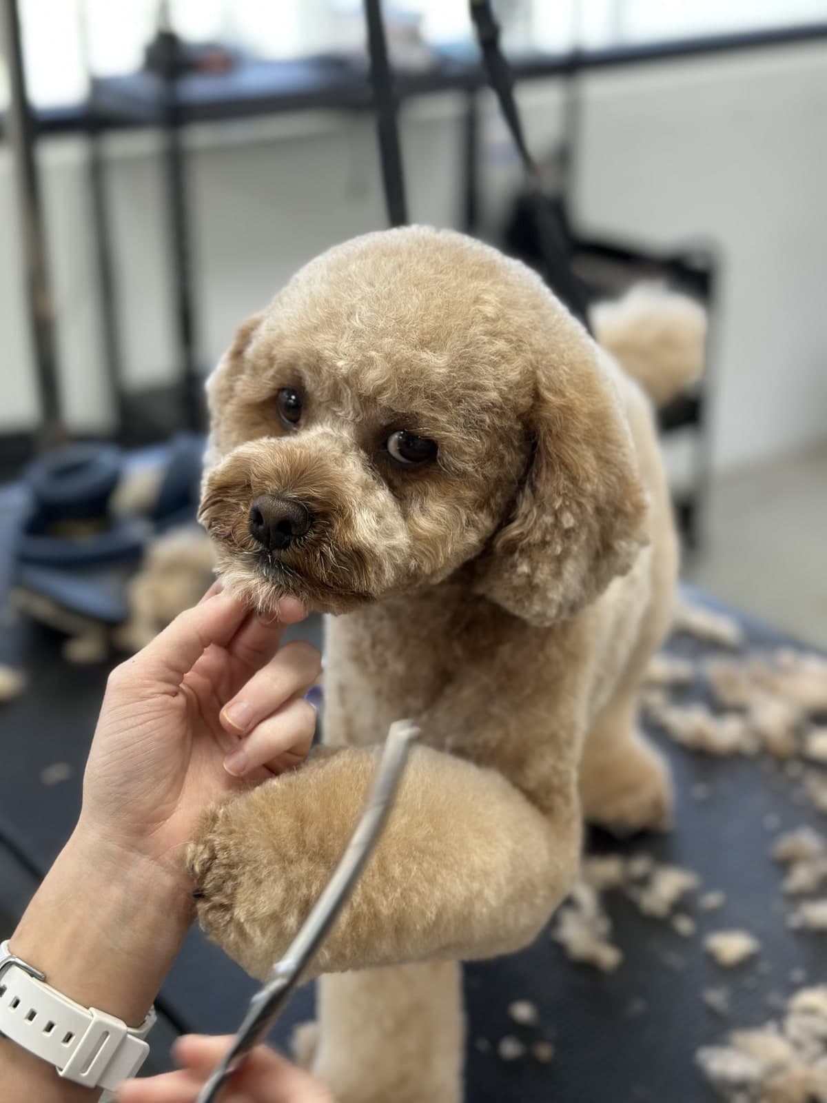 Cavoodle receiving finishing touches during a full groom at Toby's Dog Grooming