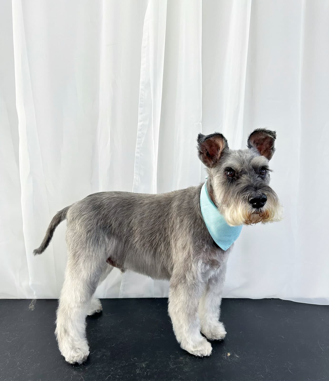 Miniature Schnauzer after a full style groom at Toby's Dog Grooming, Banksia Grove