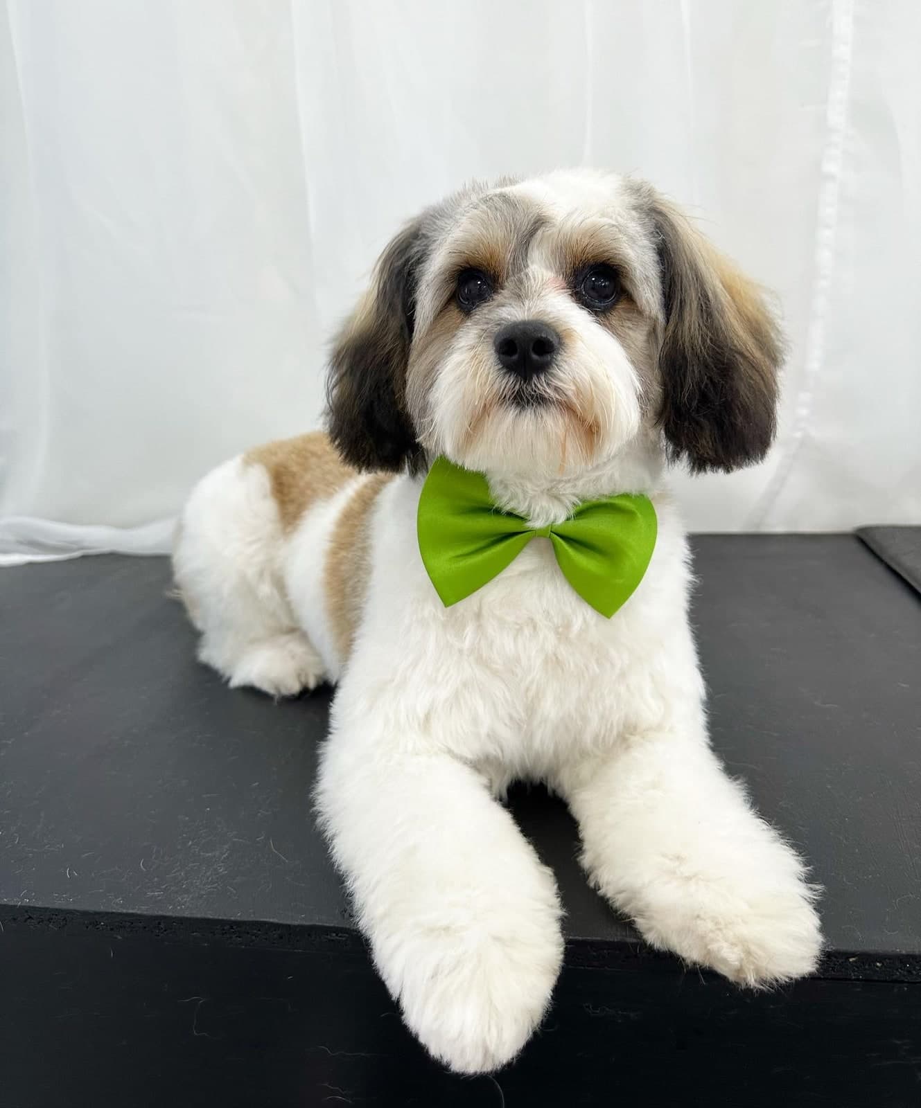 Shih Tzu with bow tie after a full style groom at Toby's Dog Grooming, Banksia Grove