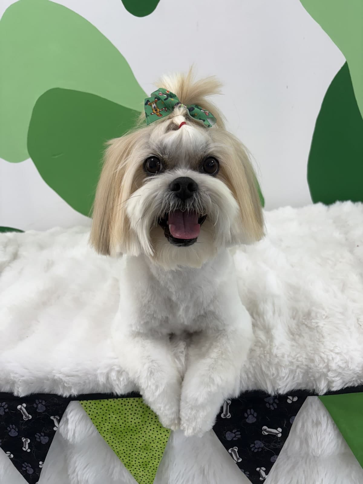 Shih Tzu after a full style groom at Toby's Dog Grooming, Banksia Grove