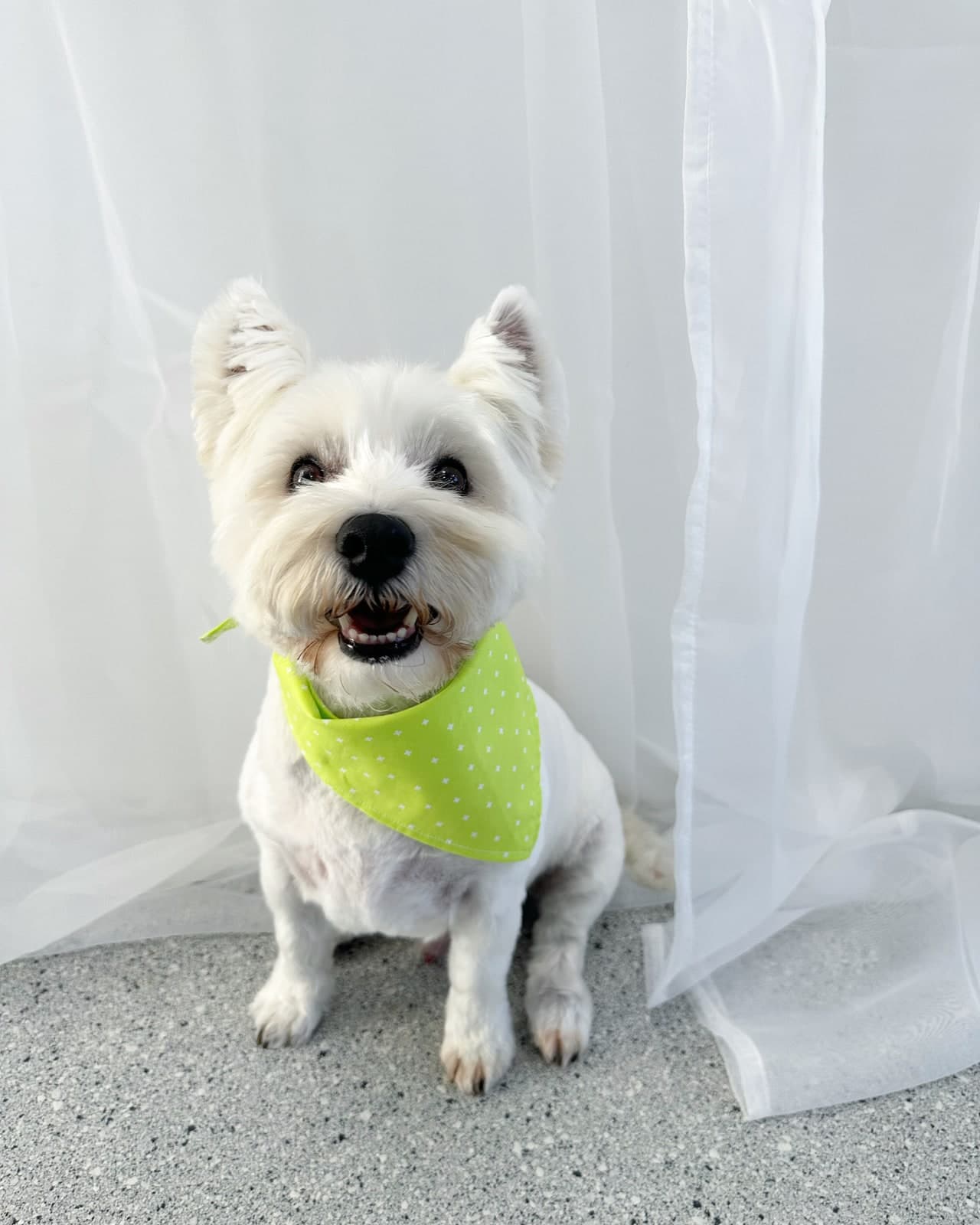 Westie after a bath and blow-dry at Toby's Dog Grooming