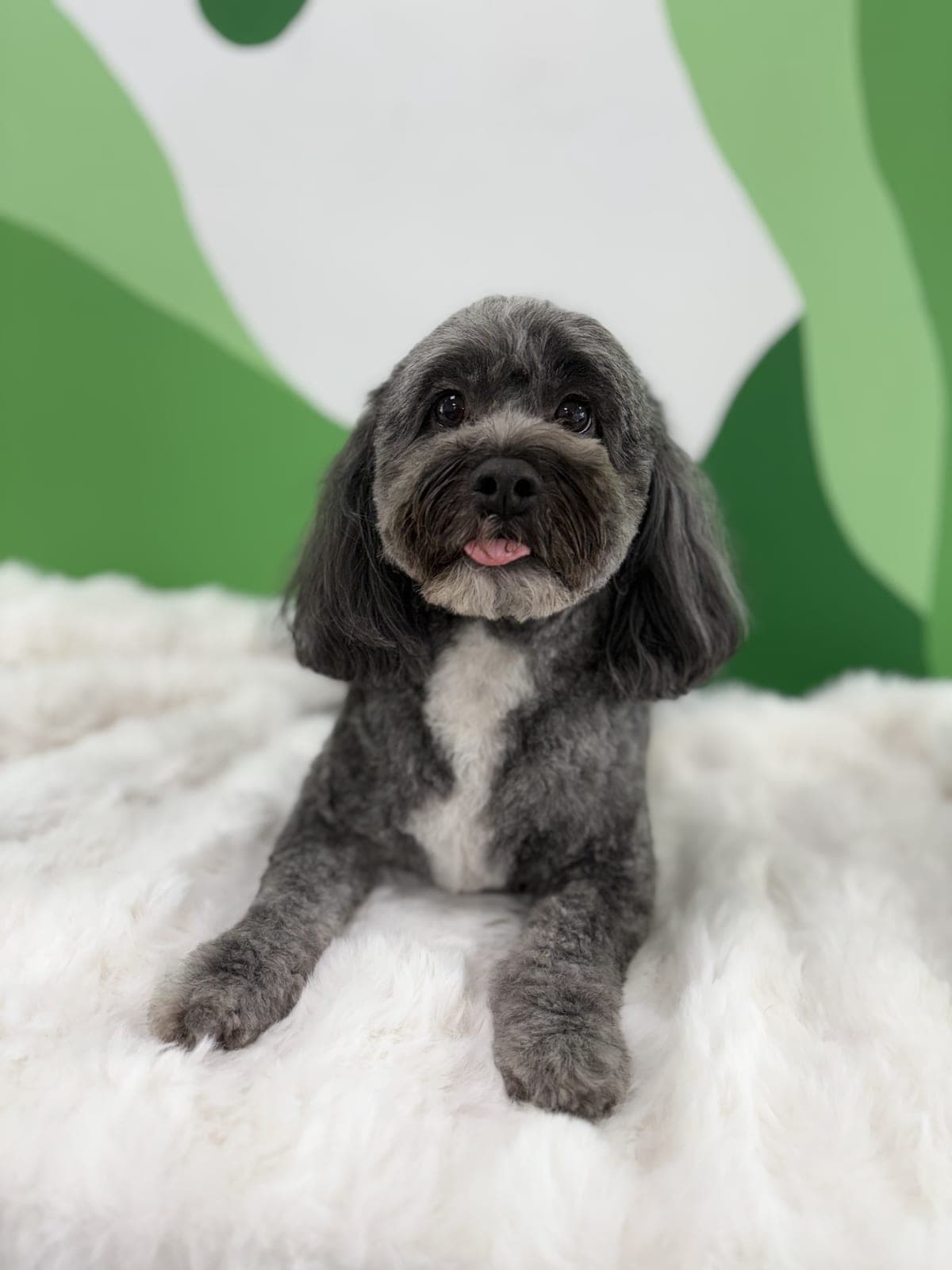 A freshly groomed grey cavoodle at Toby's Dog Grooming